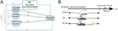 Exploring the link between sedentary behavior and cognitive decline: a comprehensive study combining Mendelian randomization and animal model experiments